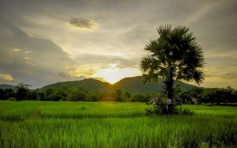A peaceful rural landscape in Cambodia featuring a green rice field, a tall palm tree, and distant hills under a cloudy sunset sky.
