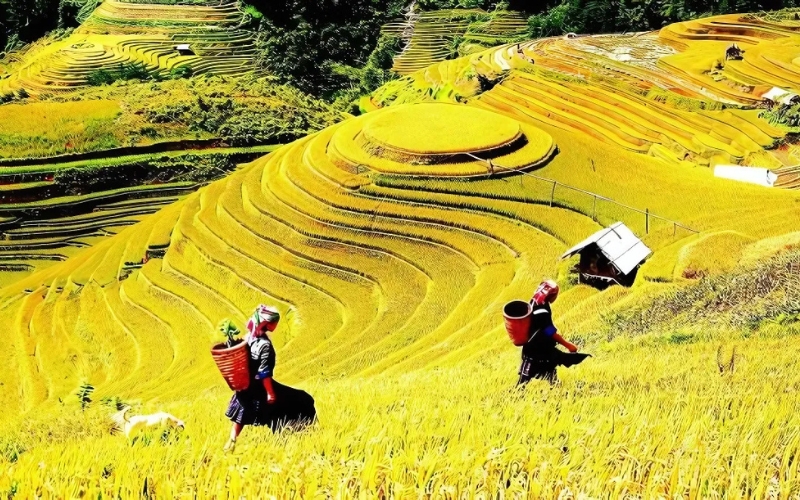 Local ethnic women in traditional clothing walk through the golden rice terraces of Y Ty, carrying baskets on their backs. The layered fields curve gracefully across the hills, glowing under the sun and capturing the peaceful rhythm of rural mountain life.