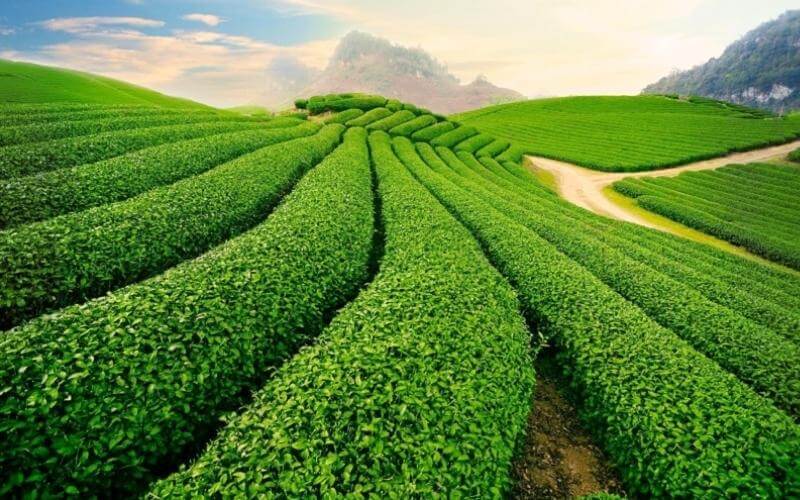 Heart Tea Hill