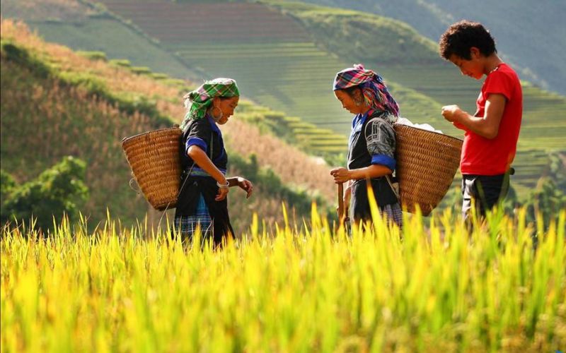 H’Mong people harvesting rice in the terraced fields of Northern Vietnam, carrying traditional woven baskets with green mountains in the background