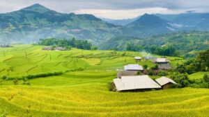 Ha Giang in ripe rice season
