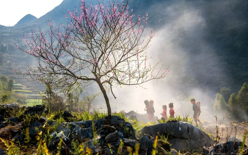 Early morning scene in Ha Giang with blooming peach trees and light mist over mountain villages