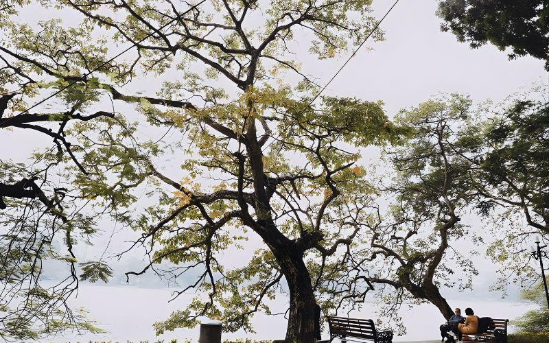 Peaceful scene by Hoan Kiem Lake with trees shedding leaves on a cool winter day in Hanoi