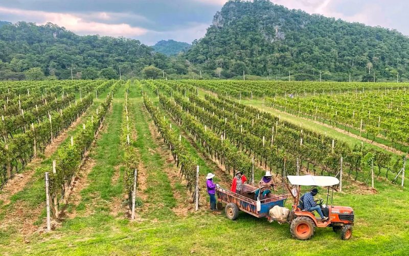 Hua Hin Hills Vineyard