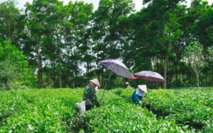 Harvesting green tea leaves in Ba Vi, Vietnam