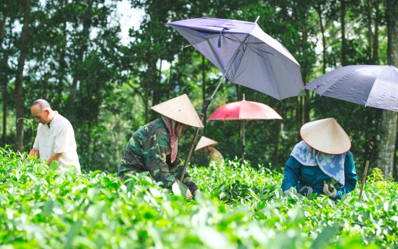 Harvest Tea Leaves at A Local Plantation