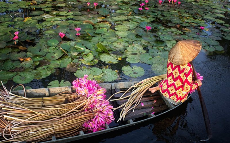 Harvest water lilies in the Mekong Delta