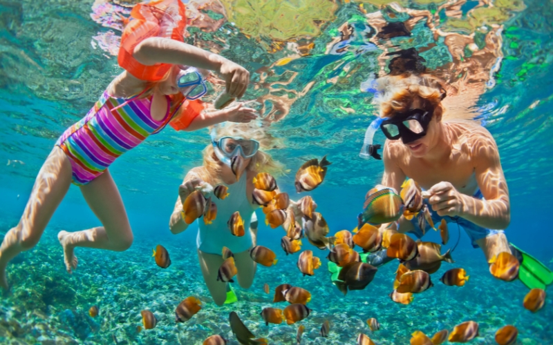 Scuba diver exploring colorful coral reefs and tropical fish in the clear waters of Koh Tao, Thailand.