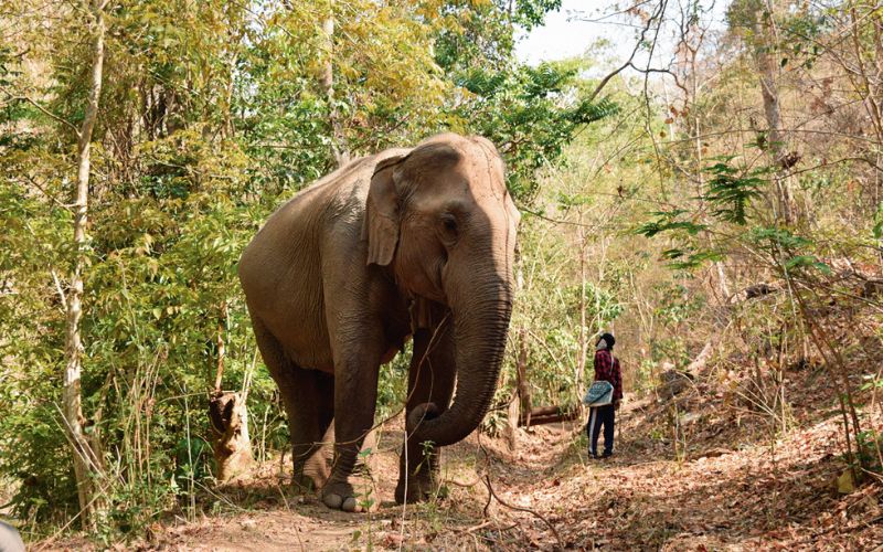 Kindred Spirit Elephant Sanctuary Mae Chaem Chiang Mai