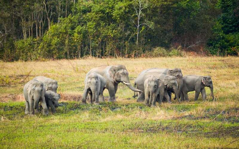 Khao Yai National Park and Safari