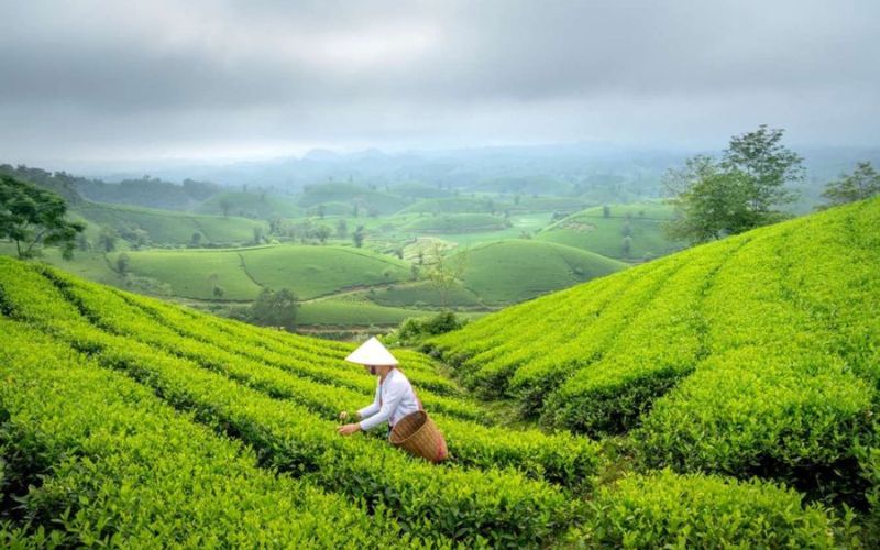 Lush green Long Coc Tea Hills in Phu Tho, Vietnam, with a farmer in a conical hat harvesting tea leaves under a misty sky