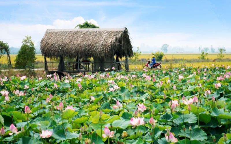 Wide view of a lotus pond in Dong Thap, with blooming pink lotus flowers stretching across the water, representing the province’s cultural symbol.