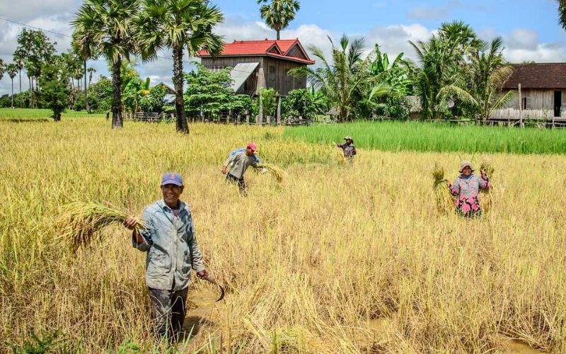 Local people harvesting rice in Siem Reap countryside