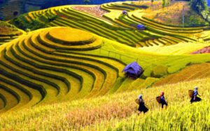 Golden rice terraces