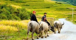 Trekking in the North