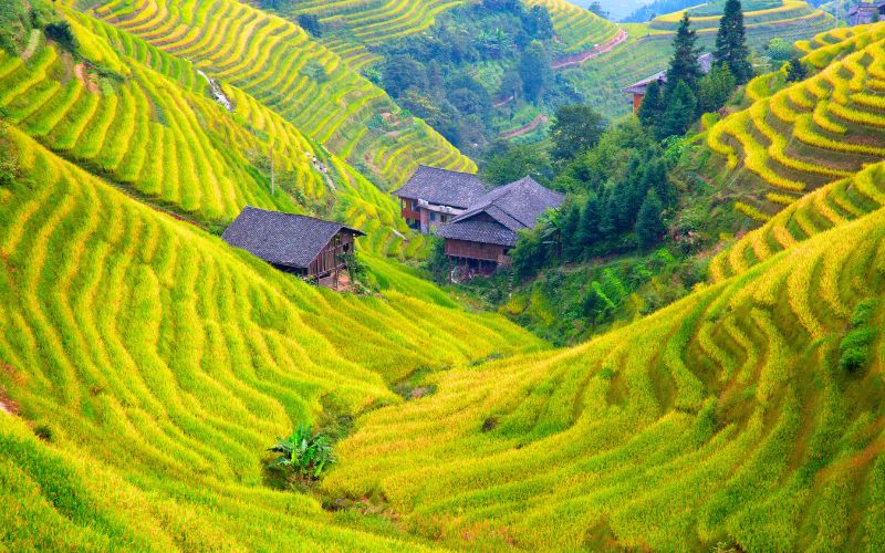 Longji Rice Terraces