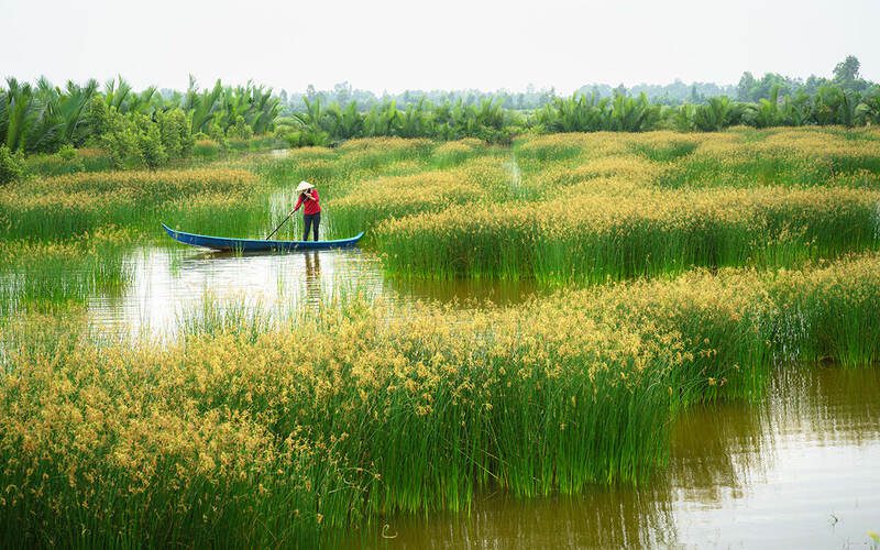Mekong rice field