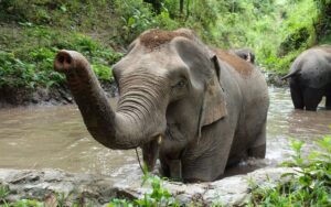 Mekong Elephant Camp