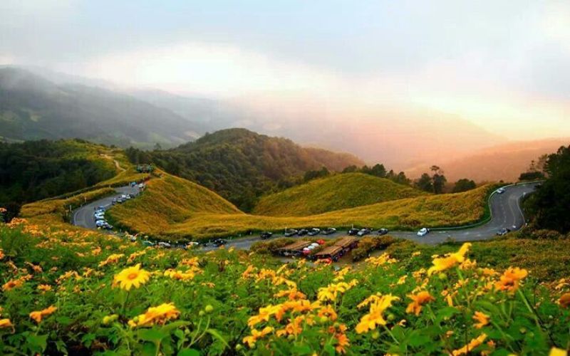 Mexican sunflower field (Dok Bua Tong) on top of Doi Mae U Kho in Mae Hong Son Loop- Thailand.