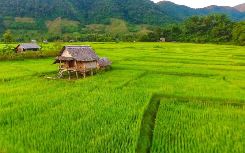 A traditional wooden stilt house surrounded by vibrant green rice fields in Muang La, northern Laos, with misty hills in the background.
