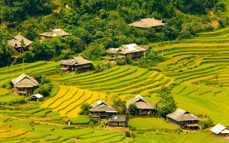 Scenic view of Mu Cang Chai’s golden rice terraces in Northern Vietnam, with traditional wooden houses scattered among the fields during harvest season