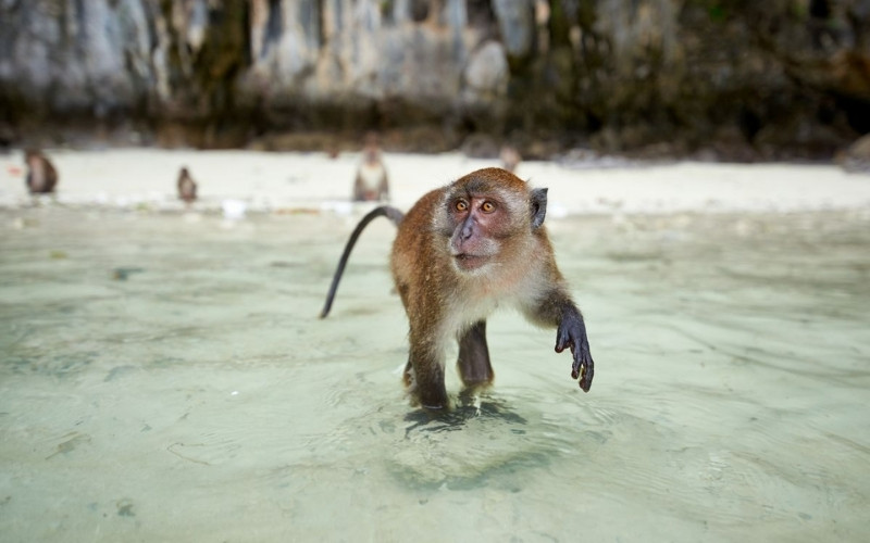 A monkey wading through shallow turquoise water near the shore of Monkey Beach on Phi Phi Island, with more monkeys and limestone cliffs in the background.