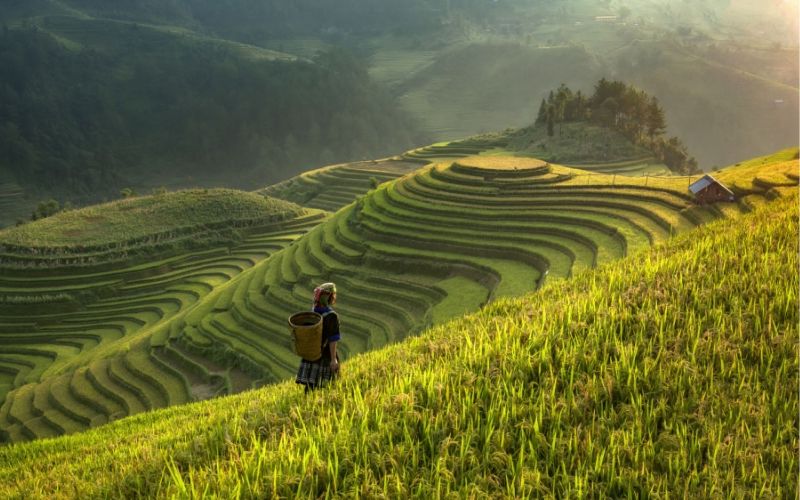 Terraced field in Mu Cang Chai - Vietnam