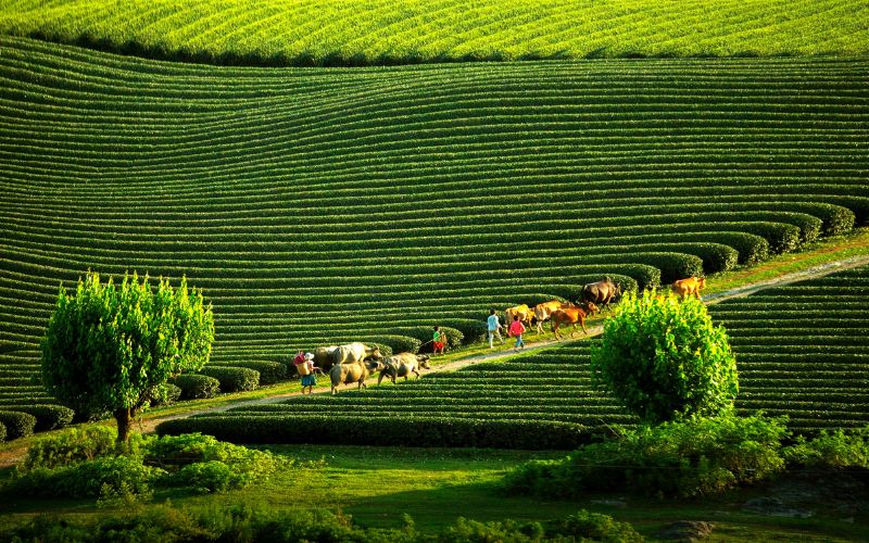 Lush green tea plantations in Moc Chau, Son La, Vietnam, with a winding path lined by trees and visitors walking through the scenic landscape