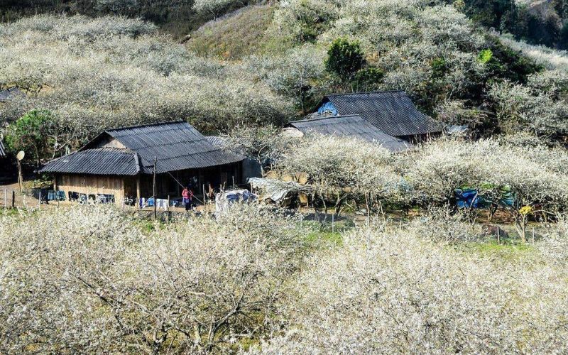 Traditional wooden houses surrounded by blooming white plum gardens in Moc Chau