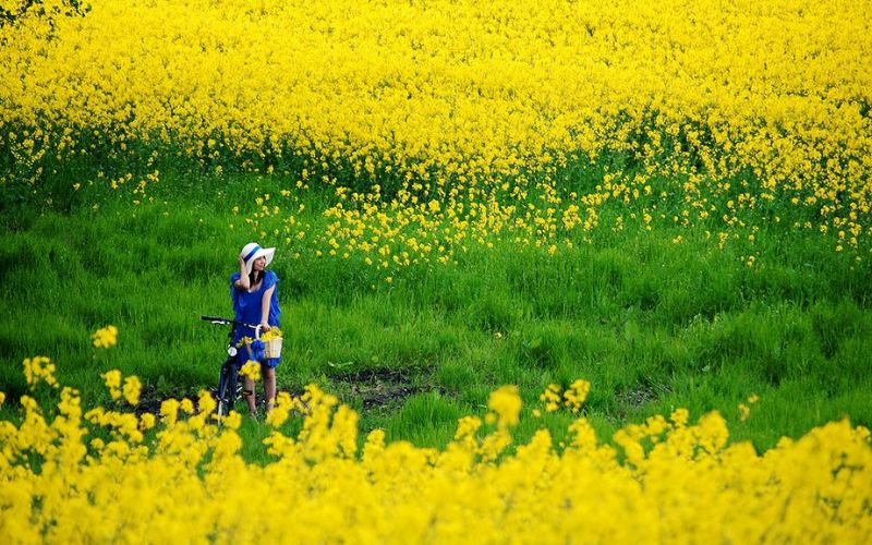 Mustard flower field in bright yellow with a woman standing among blossoms holding a bicycle.