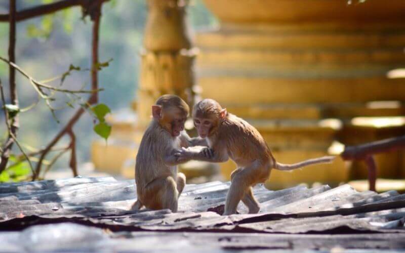 Macaques at Mount Popa