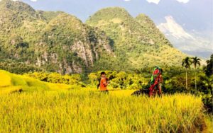 Golden rice fields in Pu Luong Nature Reserve, with ethnic villagers working amid limestone mountains and vibrant terraced landscapes