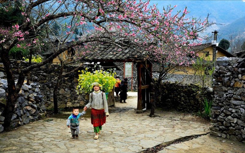 Peach blossom blooms at Meo Vac, Ha Giang