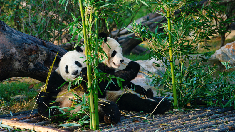 Pandas in Chengdu
