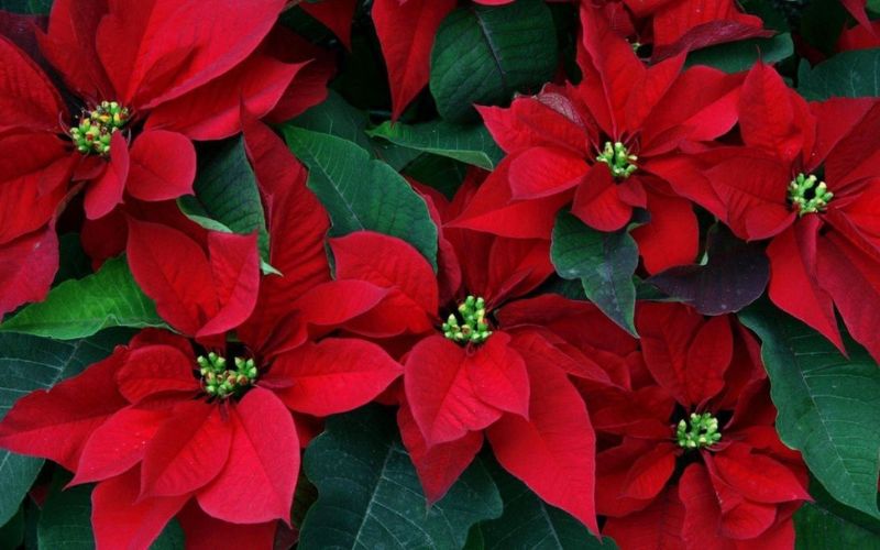 Red poinsettia flowers with green leaves, commonly seen during festive season.