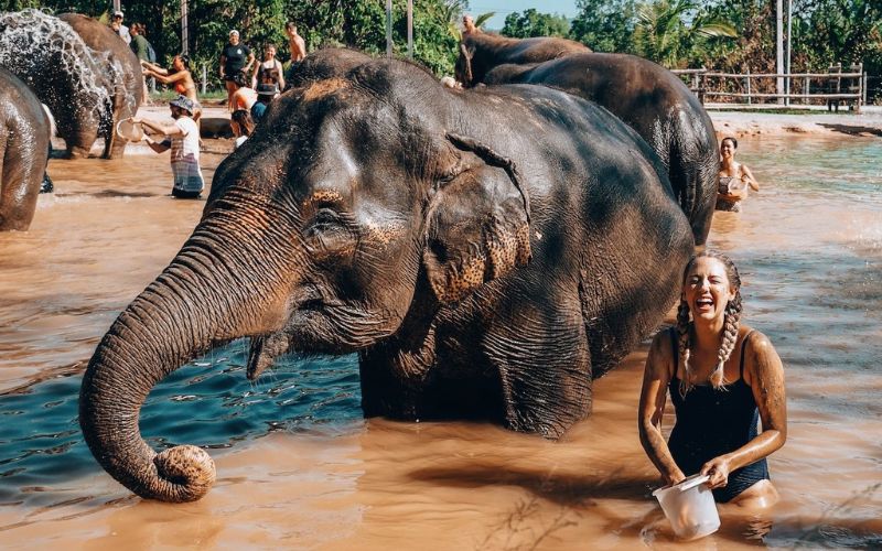 Phuket Elephant Sanctuary Paklok Phuket