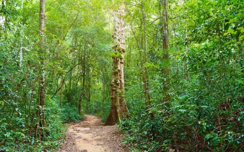A lush green forest trail winding through dense tropical vegetation in Phu Quoc National Park, Vietnam, under natural sunlight filtering through the trees.