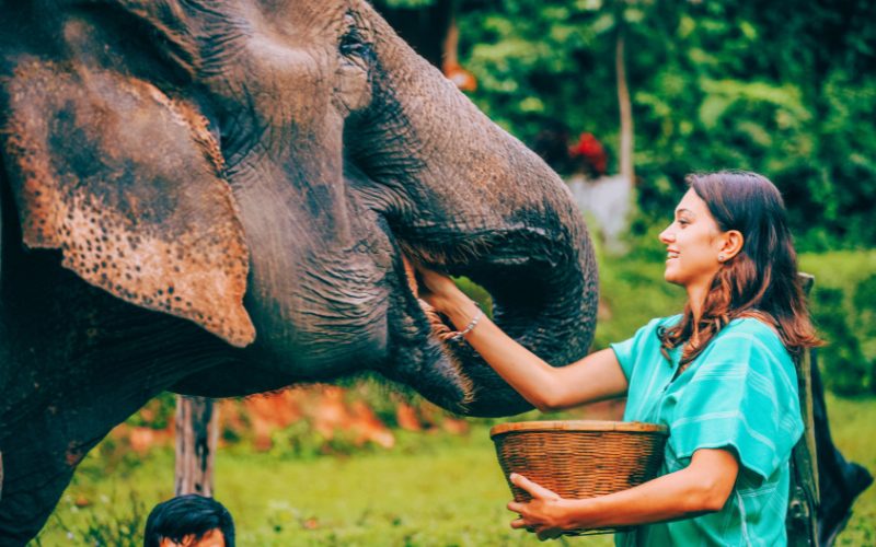 Patara Elephant Farm