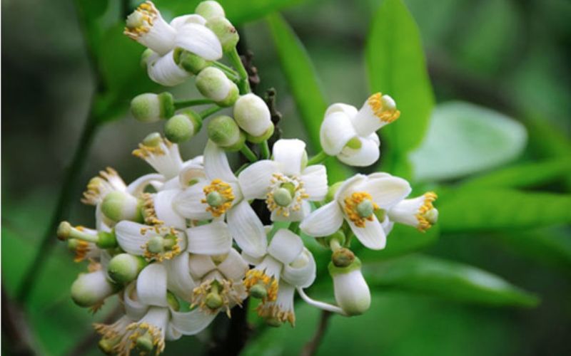 White pomelo blossoms blooming on branches with green leaves in a garden setting.