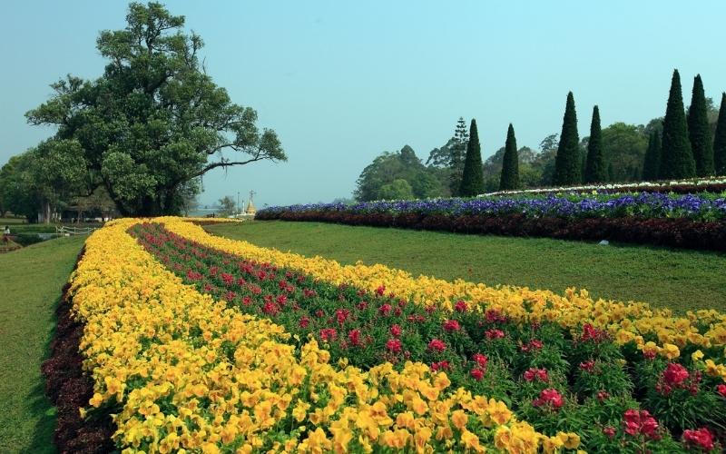 Colorful flower gardens in Pyin Oo Lwin, Myanmar, featuring bright yellow and red blooms arranged in curved rows under clear blue skies.