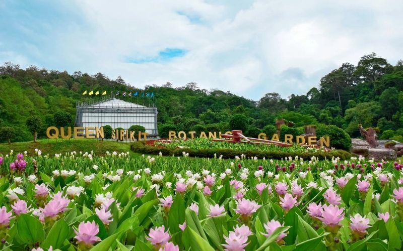 Colorful pink and white flowers blooming in the foreground with lush green hills and a large sign reading “Queen Sirikit Botanic Garden” in the background.