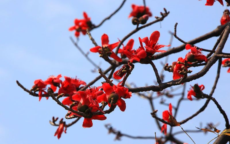 Red kapok flowers blooming on leafless branches against a clear sky.