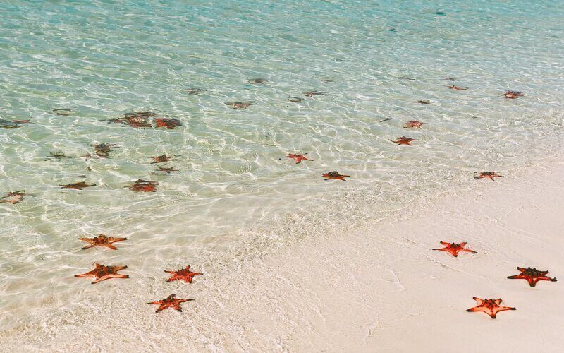 Rach Vem Starfish Beach