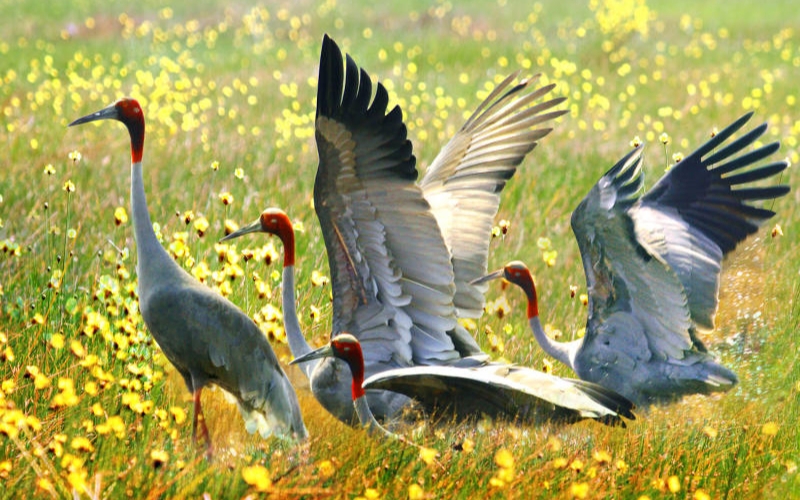 Sarus Cranes gracefully flying over the wetlands of Tram Chim National Park, one of the park’s most iconic and protected bird species.