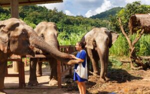 Rescued Elephants at Happy Elephant Home