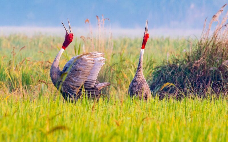 Red-headed cranes in Tram Chim National Park