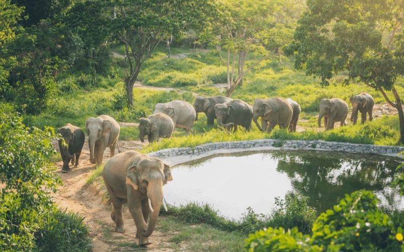 Elephants walking through a grassy field at Samui Elephant Sanctuary in Koh Samui, Thailand, symbolizing ethical and responsible tourism.