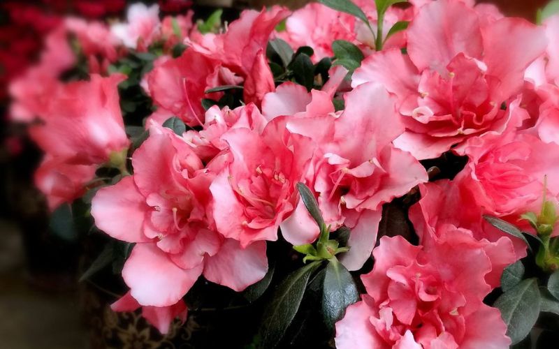 Pink rhododendron flowers blooming in clusters with soft petals and green leaves.