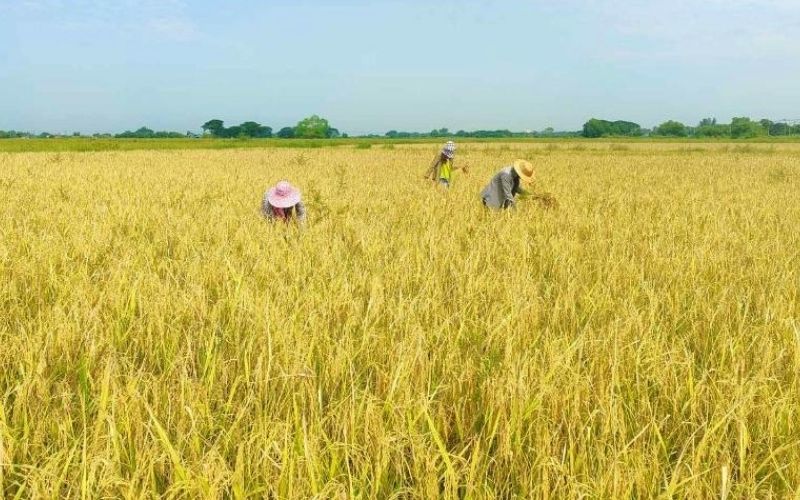 Golden rice fields in rural Myanmar glowing under the afternoon sun, with farmers harvesting amid rolling hills and soft mist in the distance.
