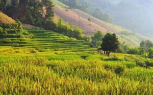 Rice Fields in Northern Thailand